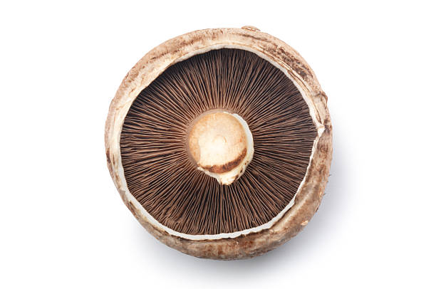 MUSHROOMS FLAT KG