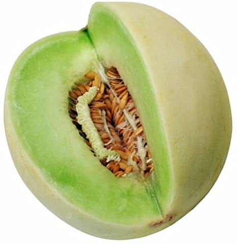 MELON HONEYDEW EACH