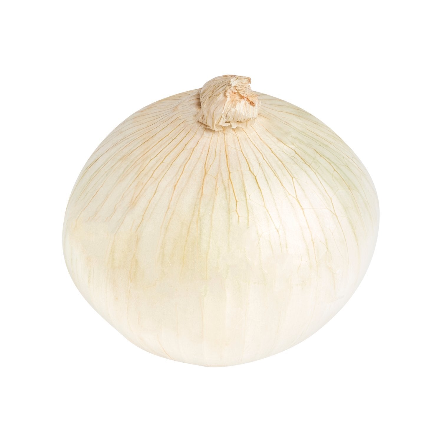 WHITE ONION ORGANIC