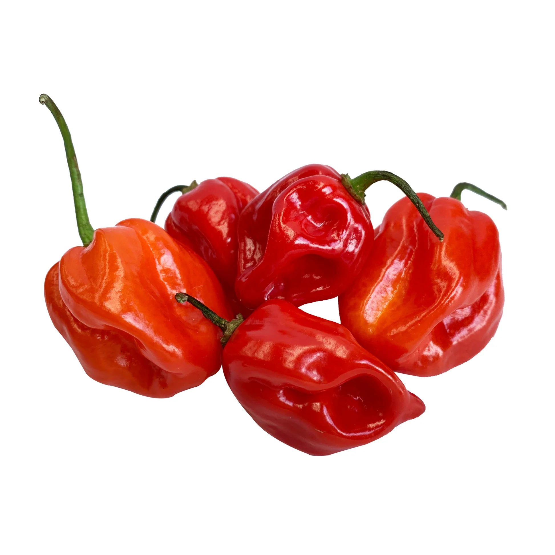 HABANERO CHILLI KG