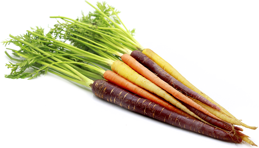 CARROTS RAINBOW bunch