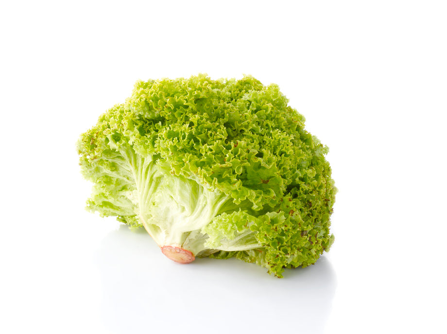 LETTUCE FANCY LOLLO BIONDA ea