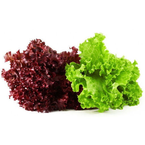 FANCY LETTUCE RANGE