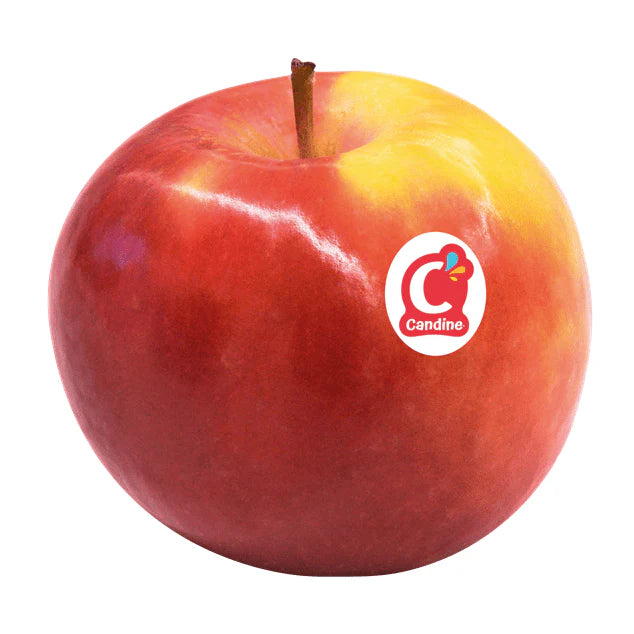 APPLE CANDEE KG