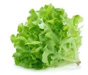 LETTUCE FANCY GREEN OAK ea