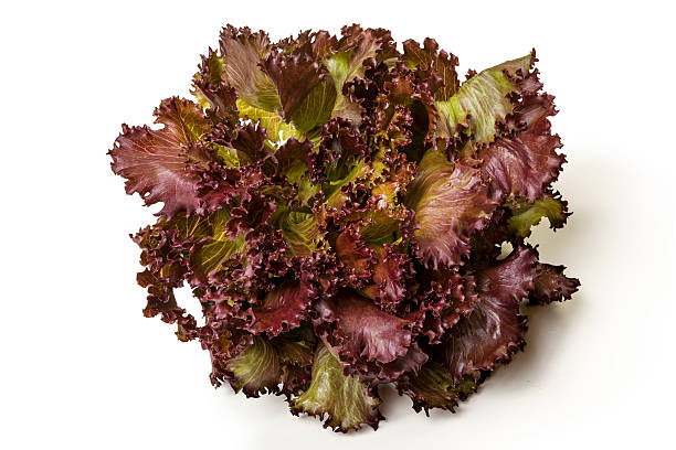 LETTUCE FANCY LOLLO ROSSO ea