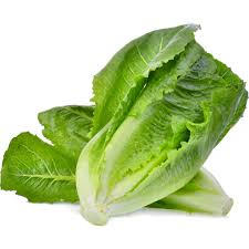 LETTUCE COS ROMAINE SOLAR PRODUCE EACH