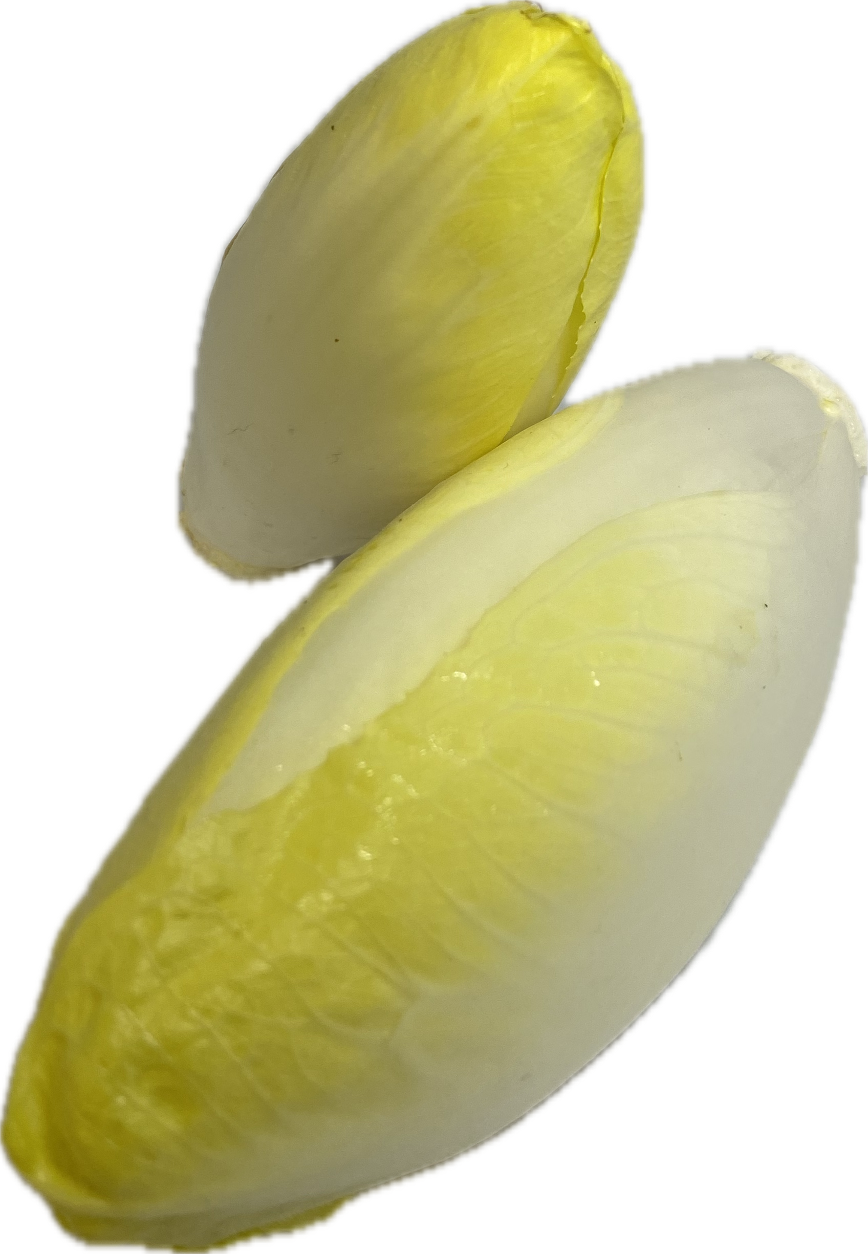 LETTUCE WITLOOF YELLOW ea