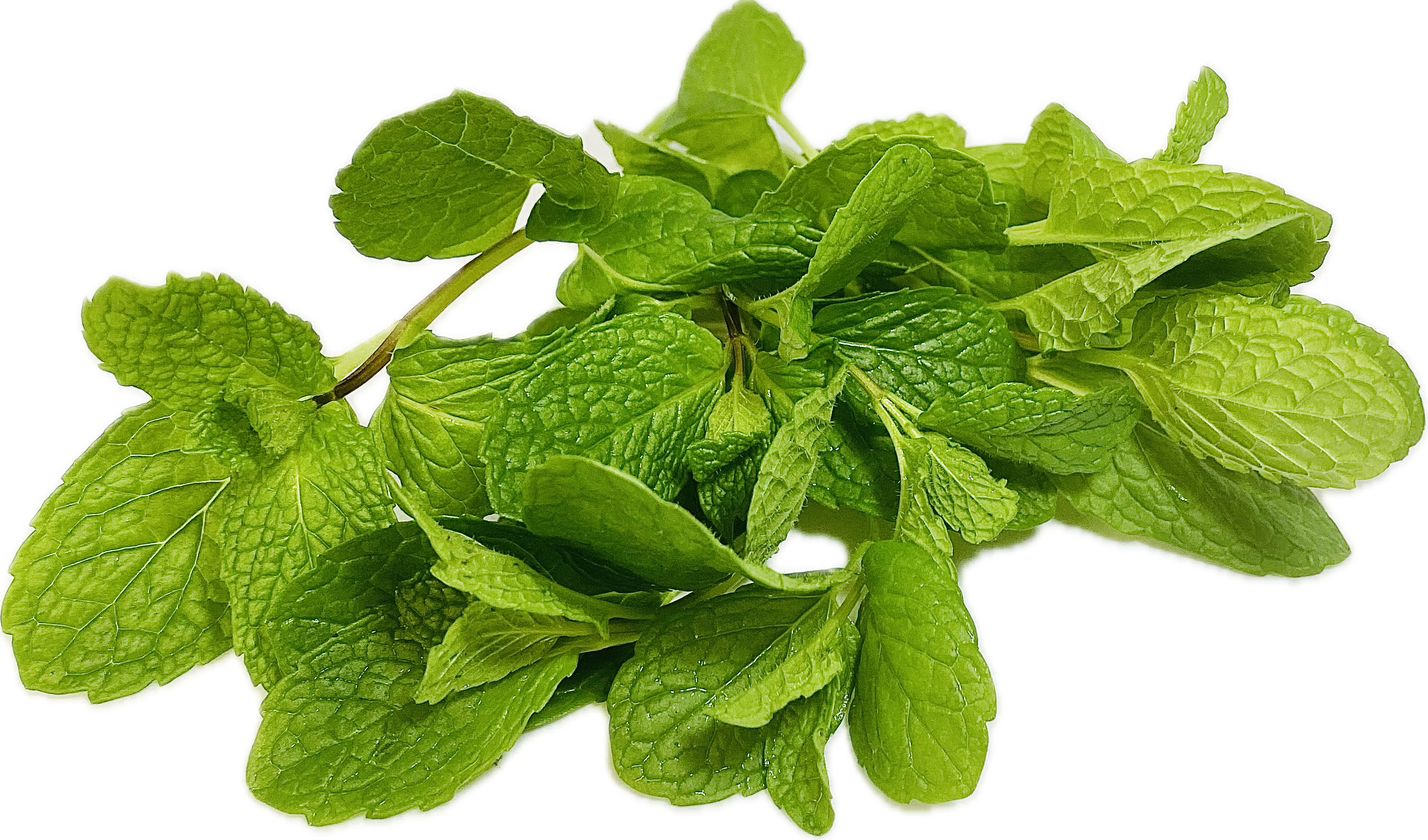 MINT HERB per 100g