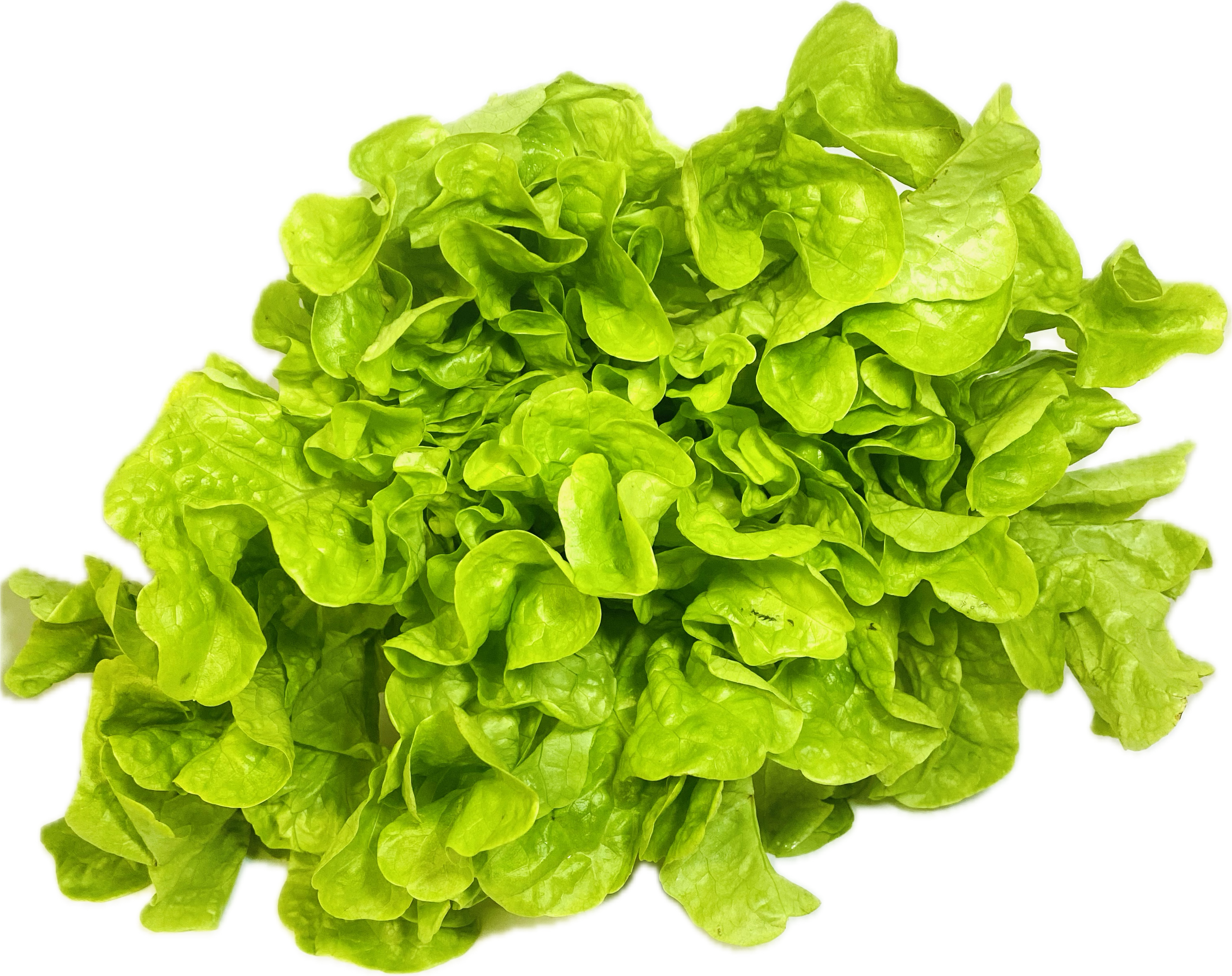 LETTUCE GREEN BUTTER LEAF EACH