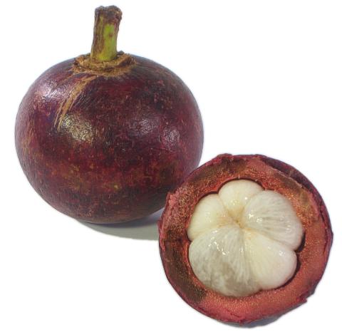 MANGOSTEEN KG
