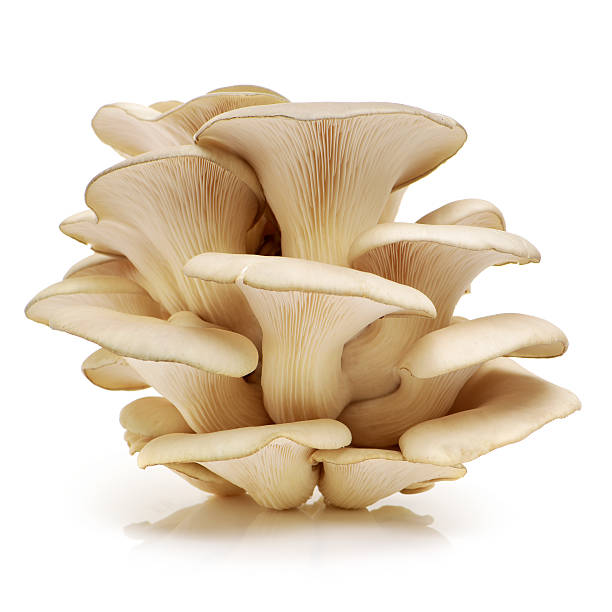 MUSHROOMS  OYSTER per 100g